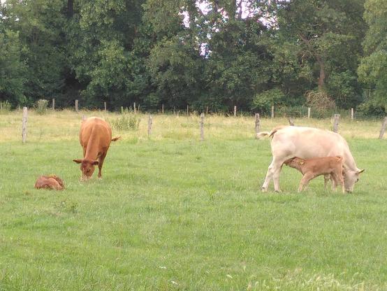 Rinder auf einer Weide. Zwei Muttertiere mit ihren Kälbern. Eines der der Kälber trinkt am Euter der Mutter, das andere liegt im Gras.