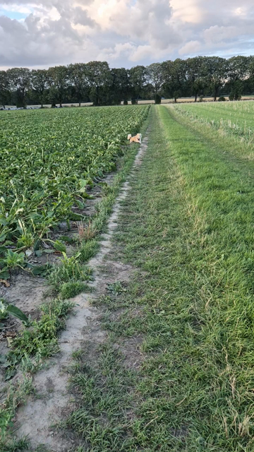Kleiner blonder Hund rennt frontal auf die Kamera zu und dann vorbei.
Das Video wurde auf einem Feldweg aufgenommen. Man sieht, wie der kleine Hund ohne Mühe über den Feldweg rennt.