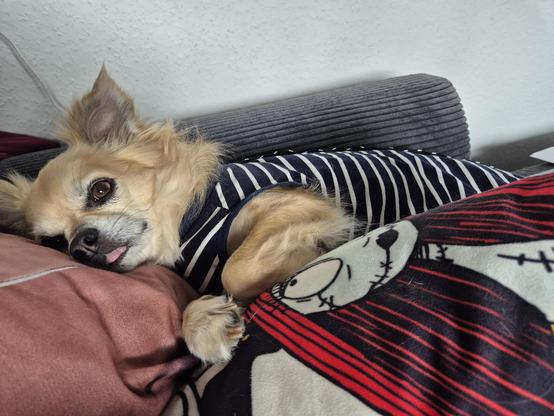 Kleiner blonder Hund trägt einen blau-weiß gestreiften Body und liegt auf mehreren bunten Kissen. Er streckt die Zunge raus.