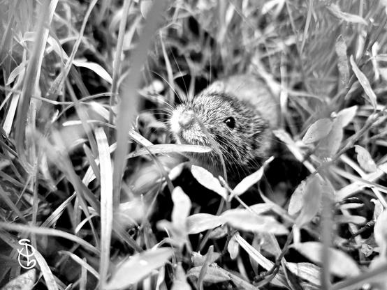 Frontalaufnahme einer im Gras sitzenden Maus mit süßer Nase und Knopfaugen. Bild in schwarz-weiß.