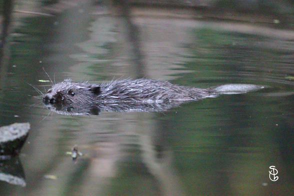 Ein Biber schwimmt durch seinen angestauten Teich. Bild verrauscht, da in der Dämmerung und ich keine Ahnung.