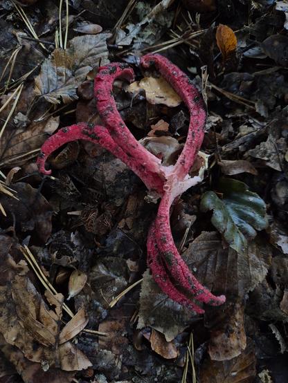 Ein roter Tintenfischpilz liegt auf Laub. Der Pilz wurde leider von jemandem aus dem Boden gerissen. Wir waren es nicht.