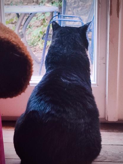 black Backside of a tuxedo cat looking Out of a Glass door into a Backyard.