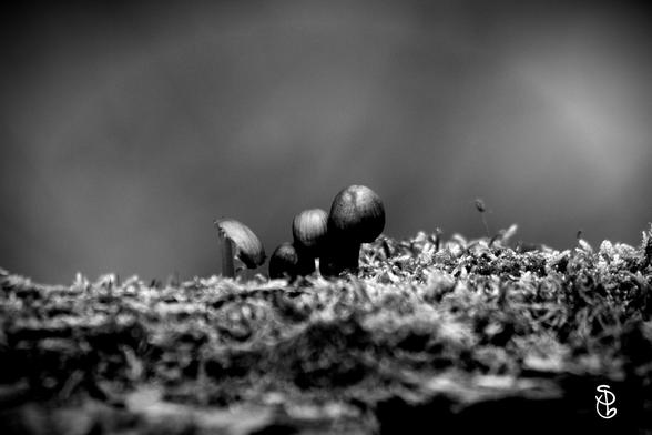 Klitzekleine Pilze auf Moos auf Holz. In schwarz-weiß.