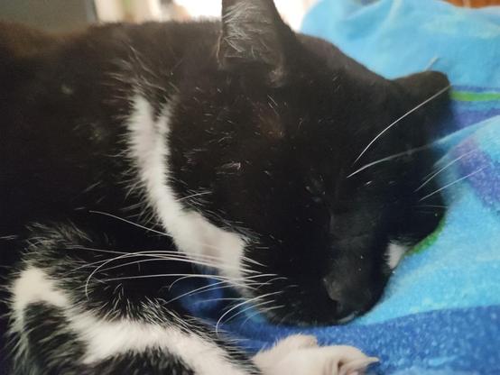 head of a tuxedo cat resting on a blue blanket