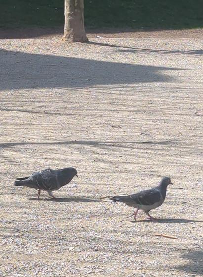 Two pigeons Walking from left to right