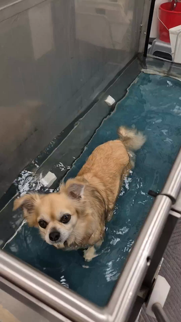 Kleiner blonder Hund läuft im Unterwasserlaufband. Er schaut hoch Richtung Kamera, zwischendurch schaut er nach vorne wo die Schleckmatte hängt.