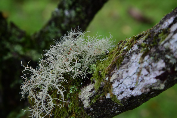 Turquoise lichen and moss on a branch .