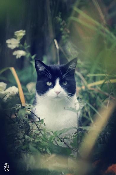 Eine Katze mit schwarzem Kopf, weißer Nase, weißem Mäulchen sowie weißem Latz ist von Gartengrün umgeben. Sie sieht direkt in die Kamera und wirkt gelangweilt, vielleicht auch ein bisschen vorwurfsvoll.