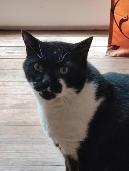 Portrait Photo of a tuxedo cat 

wooden floor in the Back