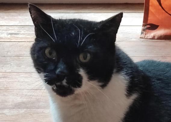 Portrait of a tuxedo cat with Green eyes 

Brown wooden floor in the Background