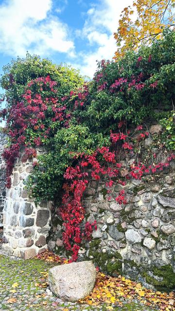 Foto: rote und grüne Blätter ranken an einer Mauer
