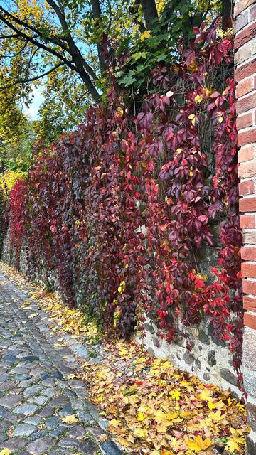 Foto:
Rote Blätter an einer Mauer und gelbe Blätter am Boden