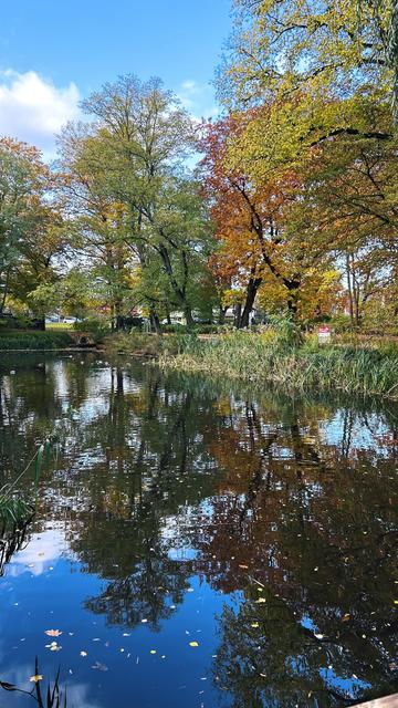 Foto: ein kleiner See, Herbstblume wachsen am Rand und spiegeln sich im Wasser